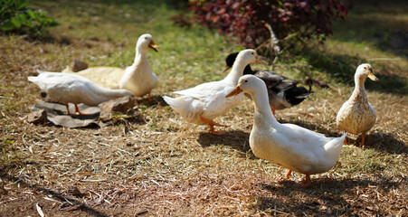family of geese