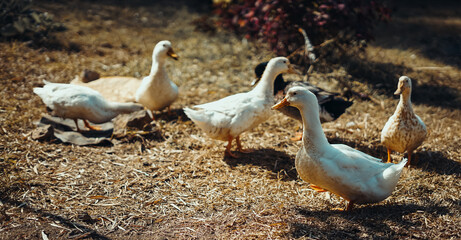 family of swans
