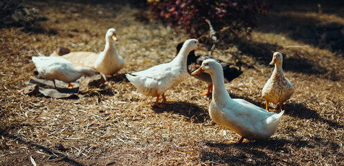 pelicans on a rock