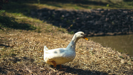 duck in the nest