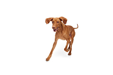 Joyful and playful, energetic purebred Vizsla dog running in motion against white studio background. Concept of pet lovers, animal life, grooming and veterinary, companion, friendship. Copy space