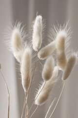 Detail of beautiful creamy dry grass bouquet. Bunny tail, Lagurus ovatus plant against soft blurred beige curtain background. Selective focus. Natural floral home decoration. Vertical.