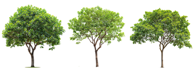 collection tree PNG transparent background