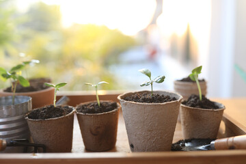 Outdoor gardening small sprout growing plant in paper pots and stainless can
