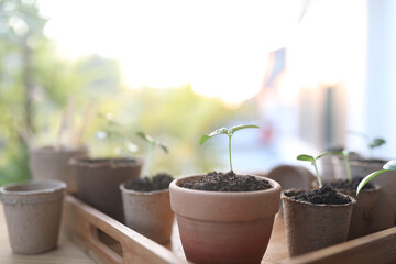 Growing sprout tree planting in small pots