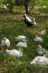 White Rock chickens and three Indian Runner Ducks are outside in the grass. On a farm in the summer.