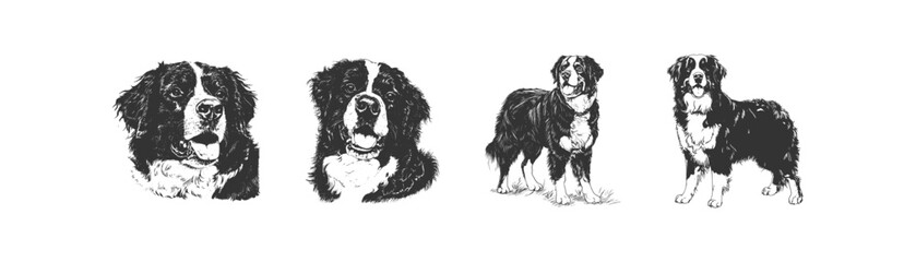 Vintage hand drawn sketch head of bernese mountain dog vector illustration
