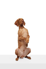 brown Hungarian Vizsla dog standing on its hind legs, with its front paws resting against white...