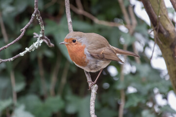 Robin erithacus rubecula perched in a tree