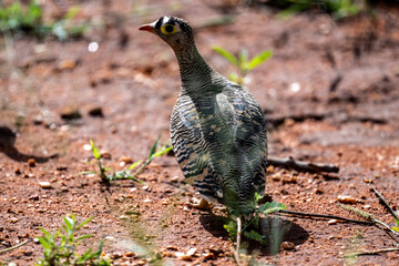 beautiful gray partridge in natural conditions in a national park in Kenya