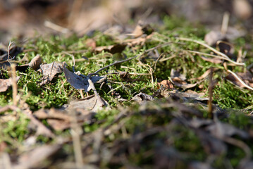 green moss and brown leaves on a sunny spring day