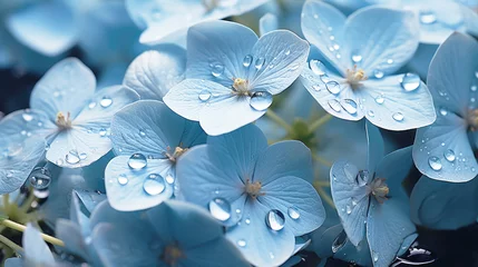 Poster Macro photo of soft blue hydrangea flowers, close-up.  © Katerina Bond