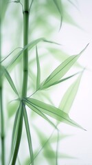 Abstract white green bamboo leaves on soft background