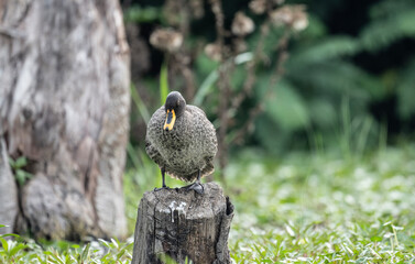beautiful gray partridge in natural conditions in a national park in Kenya