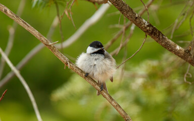 Obraz premium small songbird perched on tree branch