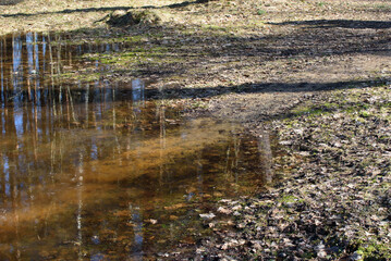 .flooded river in the forest on a sunny spring day