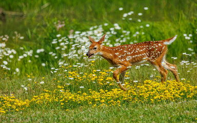 young white tailed fawn in flowers