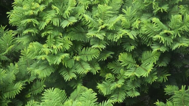 green fern background