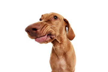 Wide view close-up of smiling, funny Vizsla dog with tongue out, looking to the side. against white studio background. Concept of pet lovers, animal life, grooming and veterinary. Copy space