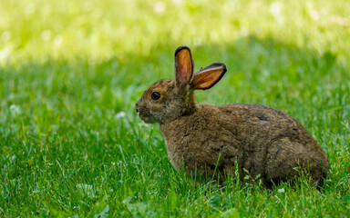 Summer snowshoe rabbit hare in grass