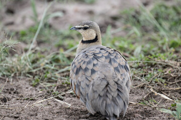 beautiful gray partridge in natural conditions in a national park in Kenya