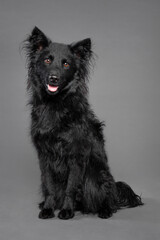 cute croatian sheepdog in the studio on a grey background sitting smiling