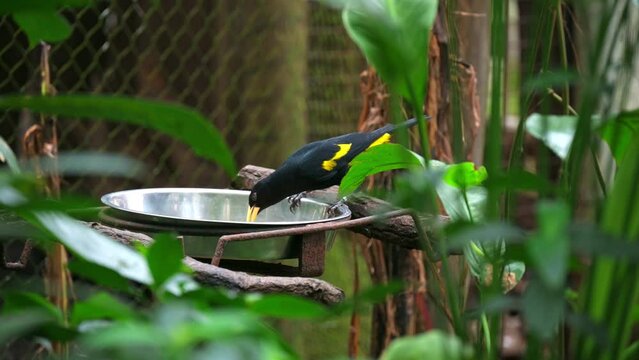 Yellow-rumped cacique (Cacicus cela)