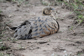 beautiful gray partridge in natural conditions in a national park in Kenya