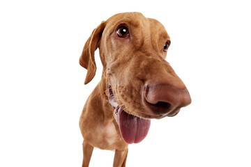 Close-up of curious purebred Hungarian Vizsla dog with tongue out and widely opened eyes against white studio background. Concept of pet lovers, animal life, grooming and veterinary. Copy space