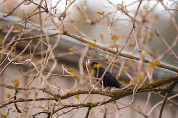 portrait of a blackbird (merel, amsel) sitting on a branch in early spring