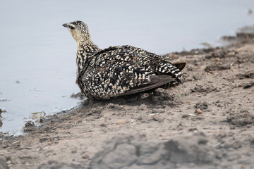 beautiful gray partridge in natural conditions in a national park in Kenya