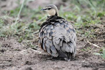 beautiful gray partridge in natural conditions in a national park in Kenya