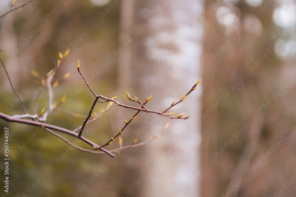 Wall mural branch of a tree, spring in the forest