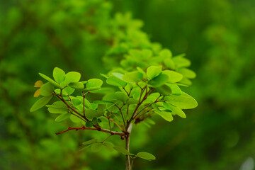 Fototapeta premium Vibrant green leaves on a sunny day in the forest
