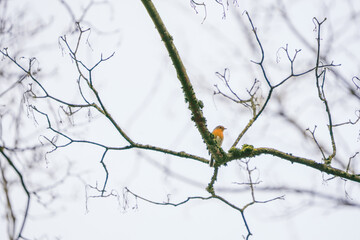 portrait of an european robin on a tree branch against a white background