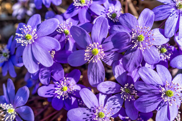 Hepatica nobilis  is a small spring herbaceous plant