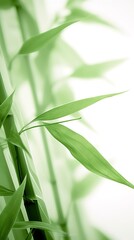Fototapeta na wymiar Abstract white green bamboo leaves on soft background