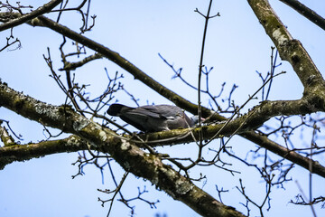 portrait of a pigeon against blue sky sitting on a branch in spring