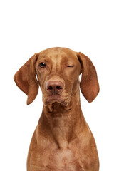 Close-Up of purebred Hungarian Vizsla dog winks against white studio background. Playfully winking cute pet face. Funny muzzle. Concept of pet lovers, animal life, grooming and veterinary. Copy space