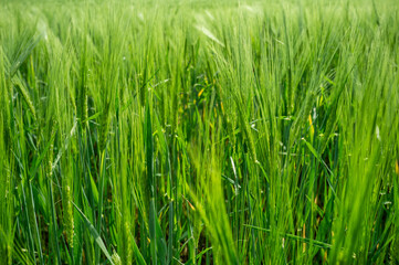 Blades of grass in the foreground, green texture of nature