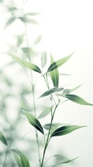 Abstract white green bamboo leaves on soft background