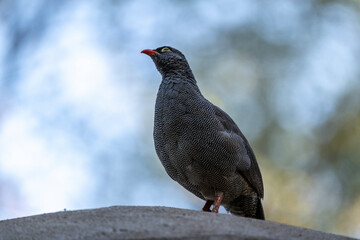 beautiful gray partridge in natural conditions in a national park in Kenya