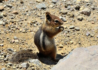 Ground Squirrel in Mount Rainier National Park, WA, July