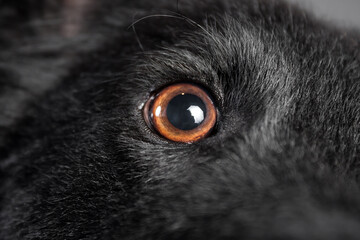 macro shot of the brown eye of a cute black croatian sheepdog dog in the studio on a grey background