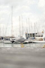 Seagulls on dock with yachts in a blurry background.