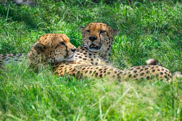 Citas enjoy the day in Masai mara