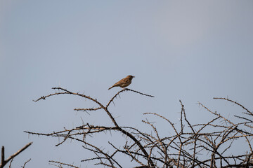 gray beautiful bird in natural conditions in a national park in Kenya