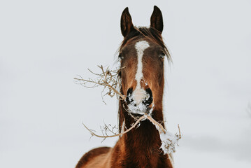 horse in winter