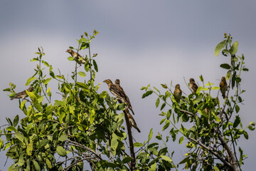 gray beautiful bird in natural conditions in a national park in Kenya
