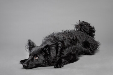 cute croatian sheepdog lying on the floor in the studio on a grey background